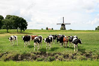 Cows in dutch landscapes with mill