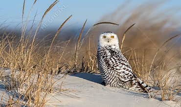 Snowy Owl