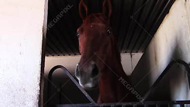 Silly young thoroughbred race horse talks