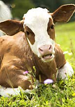 Portrait of a beautiful heifer