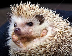 Pygmy hedgehog
