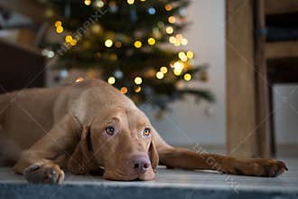 Hungarian hound pointer vizsla dog under the christmass tree