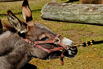 Donkey in an act of stubbornness