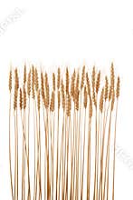 Wheat