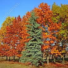 Autumnal beautiful trees