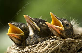 Baby Robins in Nest