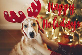 happy holidays text, seasons greetings, merry christmas and happy new year concept. cute dog in reindeer hat sitting at christmas