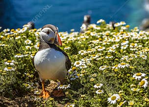 A Puffin strolls through the daisies on Skomer Island, Wales