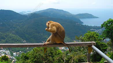 Macaque on hill of Phuket