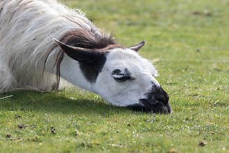 Depressed llama. Funny animal image of a sad looking lethargic l