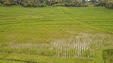Landscape with rice terrace field Bali, Indonesia