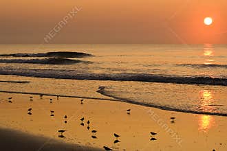 Overlooking birds on the beach at sunrise