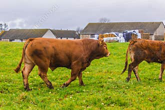 Bull of Simmental breed brown.