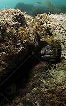 Cortez Spotted Moray