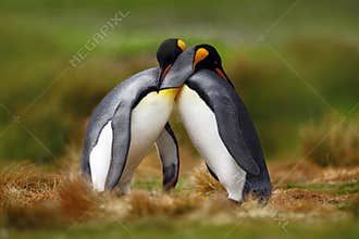 Animal love. King penguin couple cuddling, wild nature, green background. Two penguins making love. in the grass. Wildlife scene f