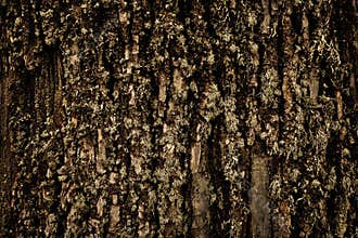 Tree bark and moss