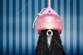 Dog at hairdressers salon