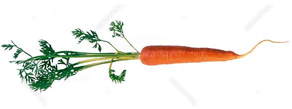 Carrot