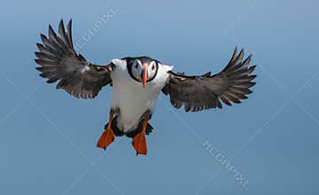 Atlantic Puffin