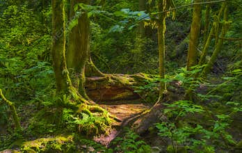 Sun`s rays lighten shady wooded emerald forest