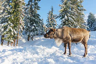 North Vancouver Canada - December 30, 2017: Reindeer in a winter landscape at Grouse Mountain.