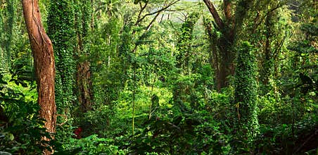 Tropical jungle