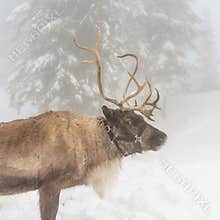 North Vancouver Canada - December 30, 2017: Reindeer in a winter landscape at Grouse Mountain.