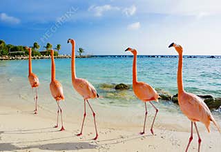 Pink flamingo on the beach, Aruba island