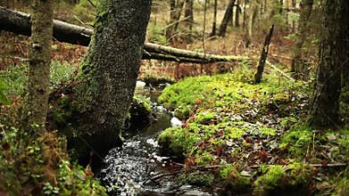 Brook in the boreal forest