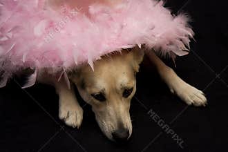 Funky Hat on Dog