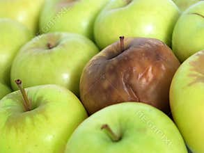 Bad apple in the bunch