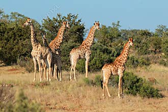 Giraffe herd in natural habitat