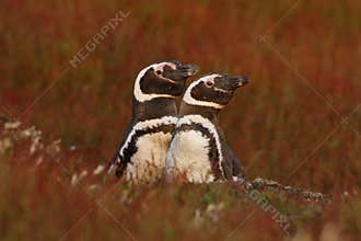 Nesting behaviour, nature. Two birds in the nesting ground hole, baby with mother, Magellanic penguin, Spheniscus magellanicus, ne