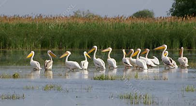 Pelicans