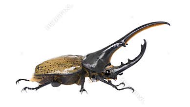 Hercules beetle against white background
