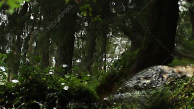 Rainforest reflected in the water