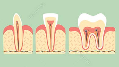 Type of tooth molar, incisor and canine anatomy structure including the bone and gum