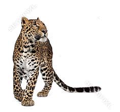 Leopard walking in front of a white background