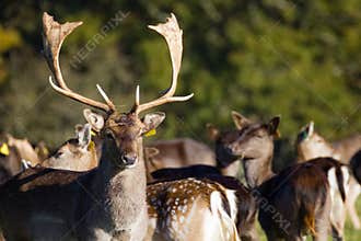 Deers at Phoenix Park. Dublin. Ireland