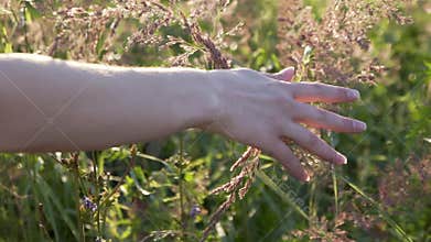 Close up woman`s hand holding grass lit evening sun slow mo