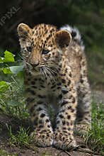 Amur leopard Panthera pardus orientalis