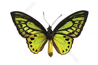 The Green Butterfly 3
