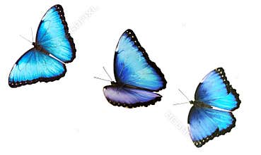 Three flying bright male blue morpho butterfly isolated on white background.