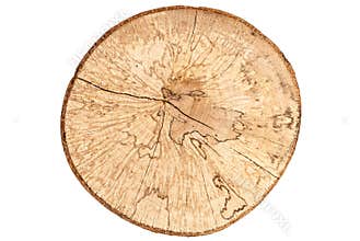 Nature\'s Storyteller: Close-Up of Beech Tree Stump with Rings