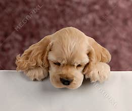 Puppy looking over white foreground