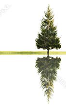 Single fir and grass with reflection
