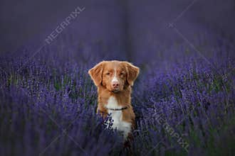 Dog Nova Scotia duck tolling Retriever on lavender field