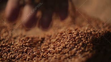 Person enjoying touch of wheat seeds, hand picking grain carefully, agriculture