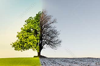 Tree with climate or season change