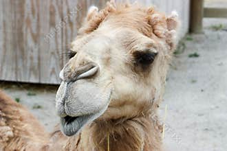 Camel Closeup